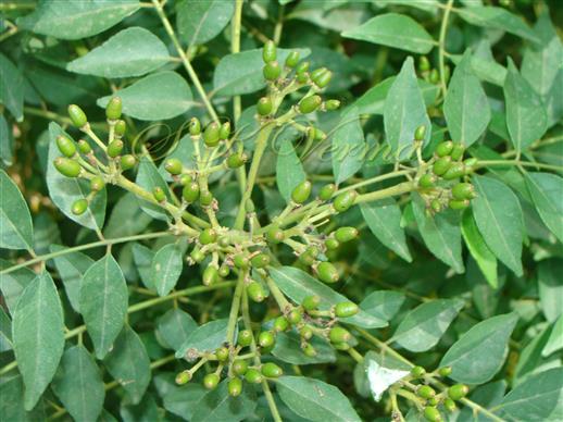  Inflorescences (Corymbose cymes) with fruits
